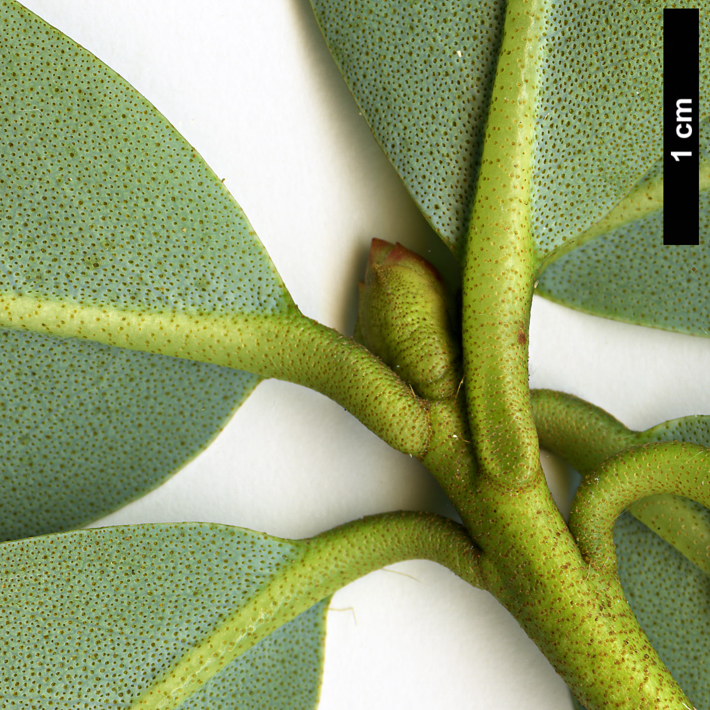 High resolution image: Family: Ericaceae - Genus: Rhododendron - Taxon: sulphureum